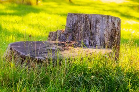 Hidden Problems Tree Stumps Can Cause in Your Yard