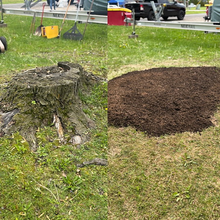 Signs Your Tree Needs Removal Before Summer Storms