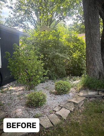 What to Expect During a Professional Tree Removal Service