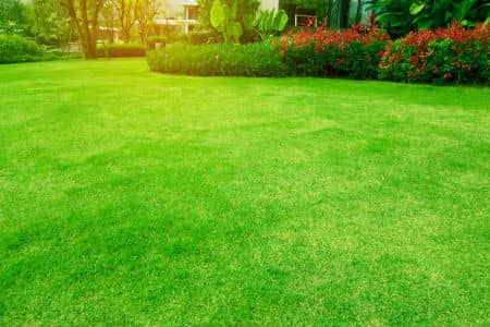 Why Lawn Recovery Is Faster With Professional Soil & Grass Seeding