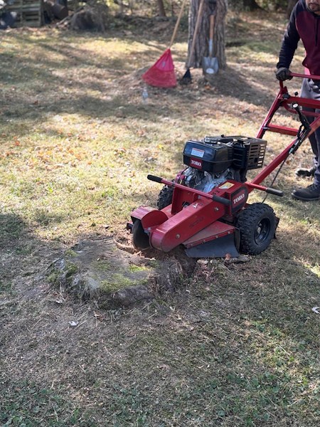 Why Stump Grinding Is a Must After Tree Removal